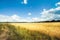 Road and Field with yellow wheat and blue sky