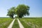 Road through the fields between willows