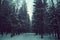 The road among the fir trees in winter, everything is covered with a layer of snow, toning