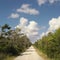 Road in Florida Everglades.