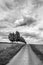 Road and flowering chestnut trees alley on horizon