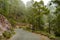 Road through the foggy forest of Tamadaba, Gran Canaria