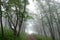 Road in foggy mystery forest