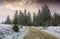 Road through foggy spruce forest in winter