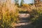 Road footpath between grass , summer look