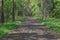 Road through the forest.