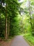 Road in forest