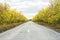 Road in the forest. Autumn landscape.