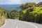 A road in the forest, The Catlins, South Island, New Zealand