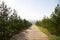 Road through the forest. concrete road through landing