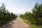 Road through the forest. concrete road through landing