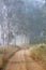 Road through a forest on a foggy day in the Great Dividing Ranges, Queensland, Australia