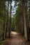 The road in the forest is lined with stones. Very beautiful and dense forest in Durmitor National Park, Montenegro