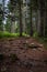 The road in the forest is lined with stones. Very beautiful and dense forest in Durmitor National Park, Montenegro.