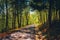 Road through a forest at Monticello, Virginia.