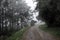 A road through a forest on a moody, spooky foggy day. With a weathered textured edit.