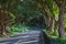 The road in the forest near Vigia das Baleias. Terceira, Azores. Portugal