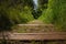 The road in the forest. Old abandoned rails in the grass.