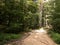 Road in forest, Polish nature.