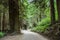 Road in the forest Redwood National Park, California USA