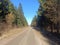 Road in forest in Siauliai county during sunny early spring day