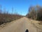 Road in forest in Siauliai county during sunny early spring day