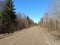 Road in forest in Siauliai county during sunny early spring day