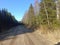 Road in forest in Siauliai county during sunny early spring day