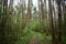 Road in the forest. A stately row of trees. In the middle of the woods. Cloudy sky. The moss on the trees. Lush carpet