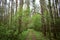 Road in the forest. A stately row of trees. In the middle of the woods. Cloudy sky. The moss on the trees. Lush carpet