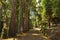 Road through forest on a sunny day