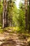 Road in the forest. A sunny day in a green forest. Shadow of trees on the road.