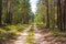 Road in the forest. A sunny day in a green forest. Shadow of trees on the road