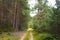 Road in the forest. A sunny day in a green forest. Shadow of trees on the road.