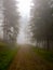 Road in the forest in thick fog.