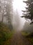 Road in the forest in thick fog.