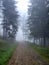 Road in the forest in thick fog.