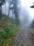 Road in the forest in thick fog.