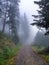 Road in the forest in thick fog.