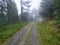 Road in the forest in thick fog.
