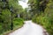 The road in the forest, trees and street light