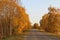 Road framed by Golden birches