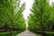 Road in ginkgo forest