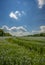 The road going through the field of flowering flax against the blue summer sky