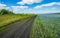 The road going through the fields of flowering flax