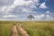 Road going through the Maasai Mara national park (Kenya)