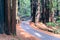 Road going through a redwood Sequoia sempervirens forest