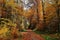 Road through golden forest at sunny day, fall season nature