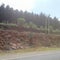 Road grass  rocks on side  grass forest