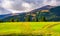 Road through grassy meadow on a forested hill